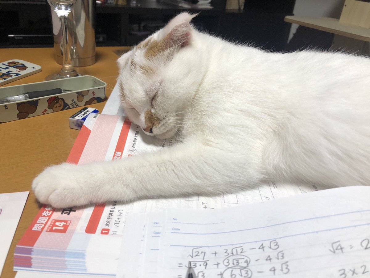 毎晩のルーティーンです🥲
全力で邪魔するうちの猫🙃