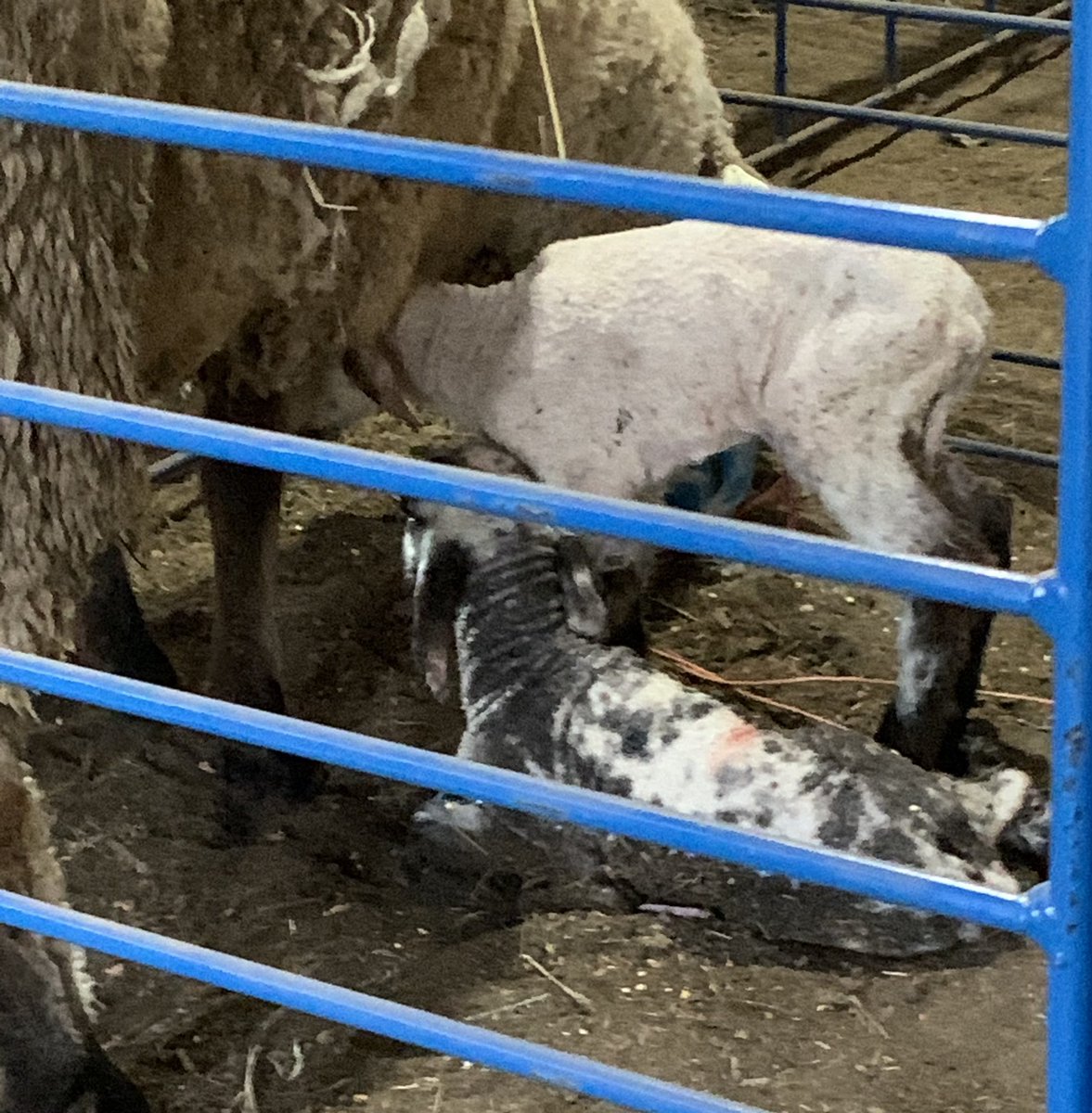 ThayerFFA's tweet photo. It was a busy day for the FFA! 13 baby 🐷 and a set of twin 🐑 @ThayerCentral https://t.co/1DjMd9O9BR