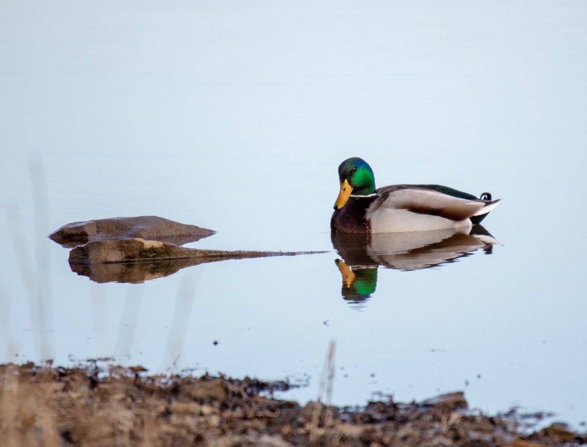 Then I ran into this handsome mallard enjoying his lovely reflection!