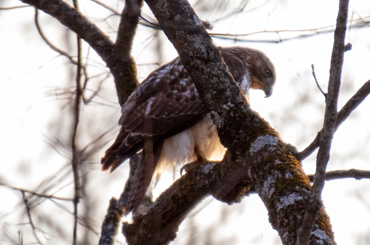 As we came into the woods my sister noticed this young red tail hawk hunting.