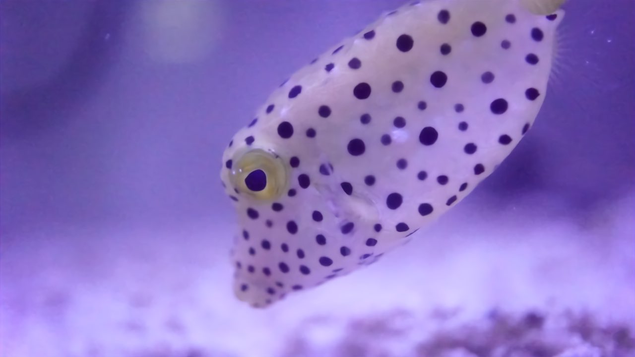 ムツゴロウ クマノミ ミナミハコクブ スノーフレークオセラリス ブラック スカンクシュリンプ 撮影しながら連れて帰りたい欲をぐっと堪えた私を誰か褒めて T Co Gigmzlwxes Twitter
