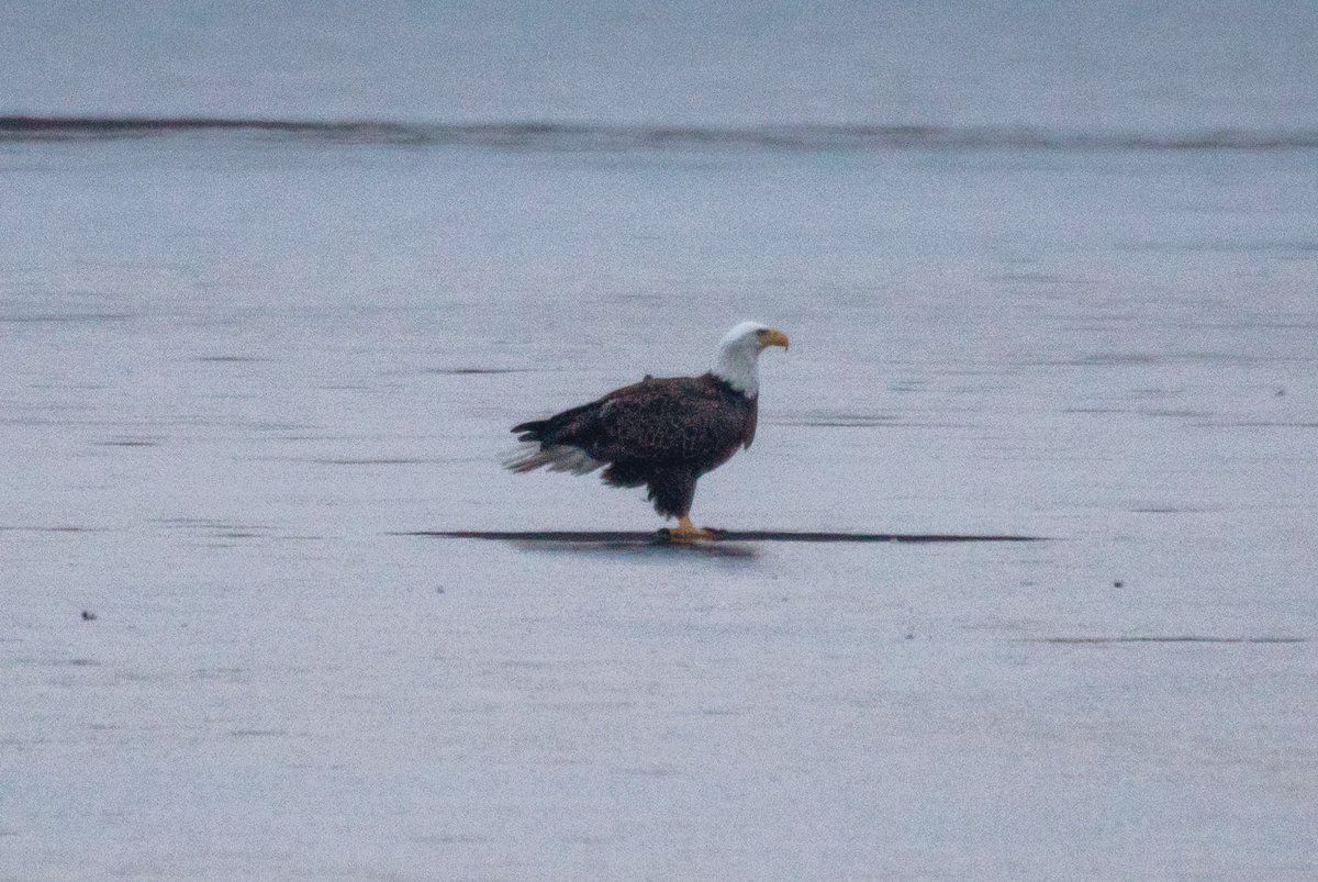 On our way back we discovered a bald eagle hanging out on the ice.