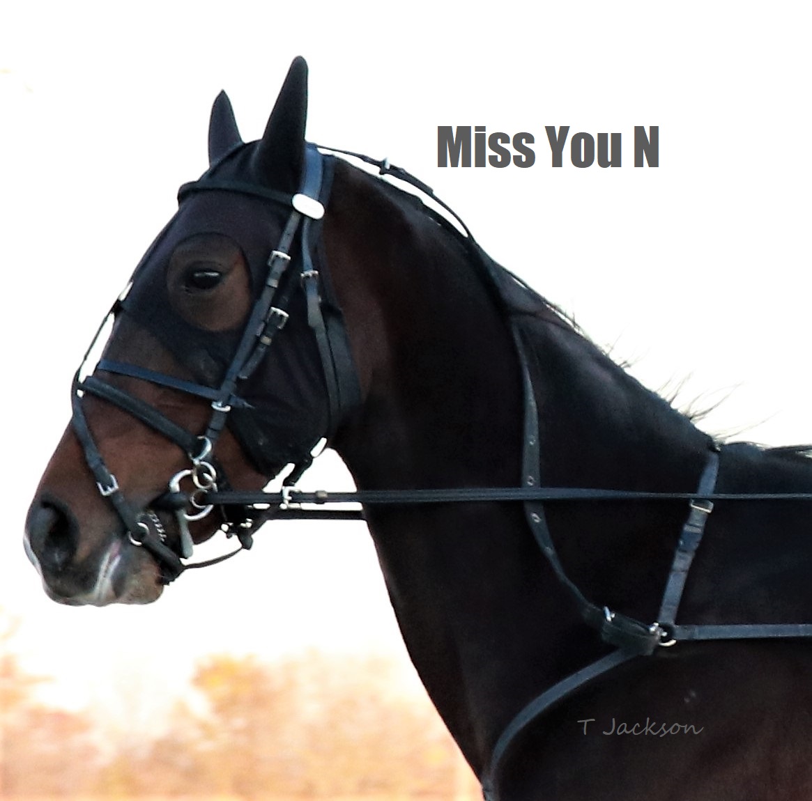 hoosiernations's tweet photo. Today @MVGOHIO
R8 Open Mare Pace
pp5 #ItsTimeForFun & @kjwilfong91
pp7 #MissYouN & Jeremy Smith
pp9 #TheBethinator & @smithstable
🍀GoodLuck🍀
First post 4:05 pm
@That1BarryGuy @TheOhioWizard @NicoleAgosti @AleshaBinkley https://t.co/CUuEcG8nwo