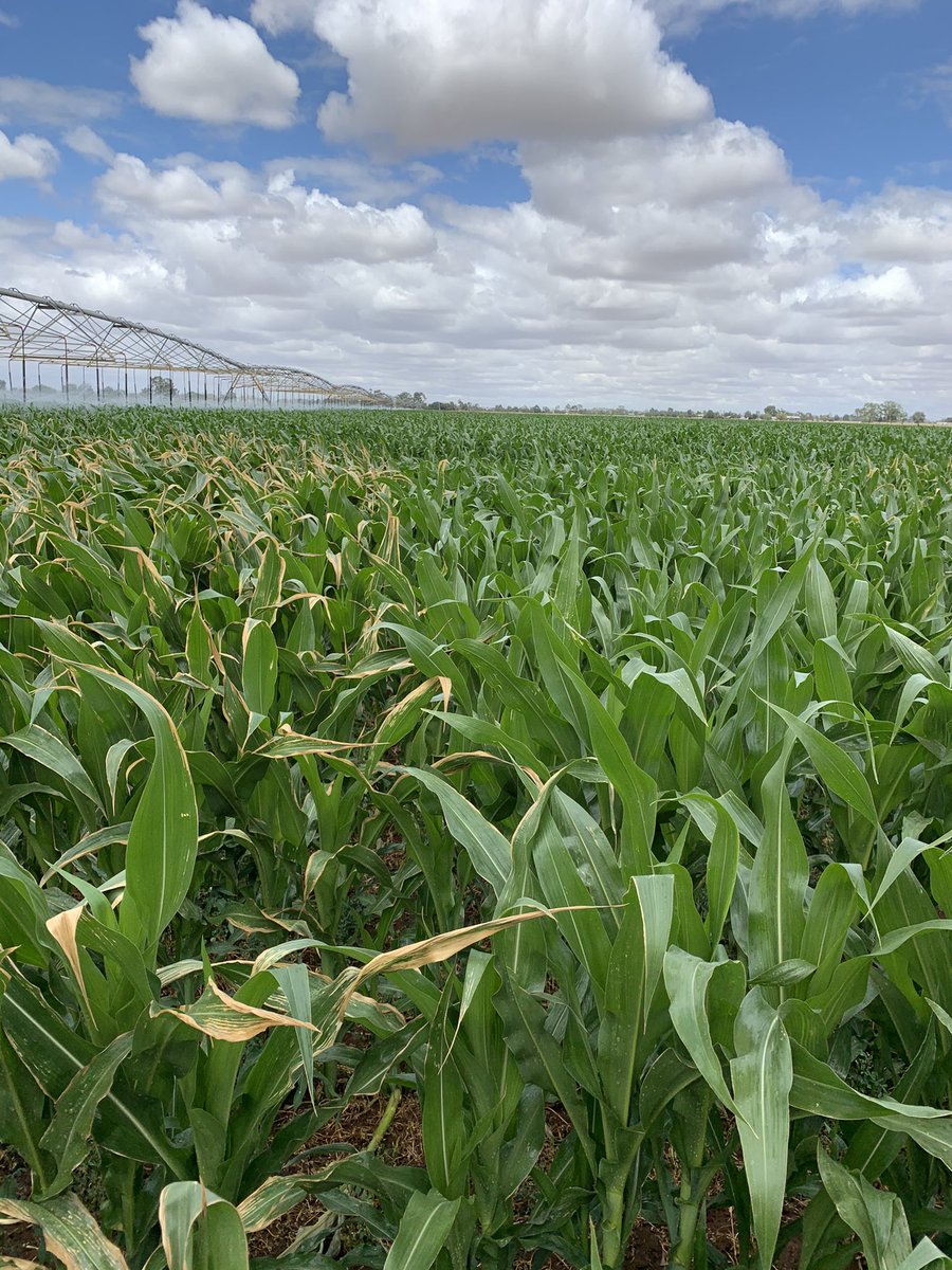 chickenpalmer1's tweet photo. Foliar fert demos. Assessing double and triple label rates. Learning a bit ๐ค#growingmaize #foliarfert #pushingboundaries https://t.co/MYK7PTQBTS
