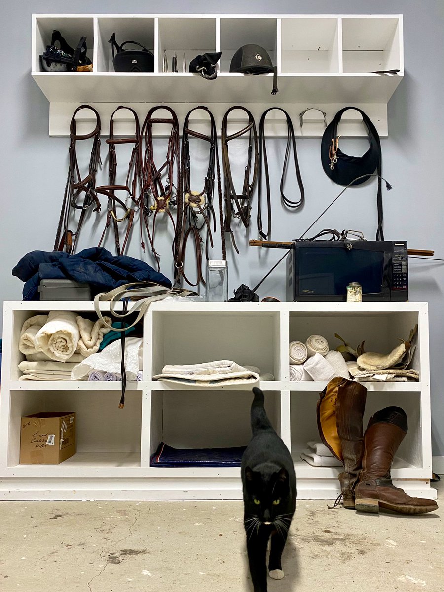 JenRoytz's tweet photo. We seem to have a new barn kitty at Barn 2! She’s chatty, snuggly, always hungry and seems to have made herself at home in the tack room. #BootsMcKitsy #barncat #brownstead https://t.co/N7qChaw5xC