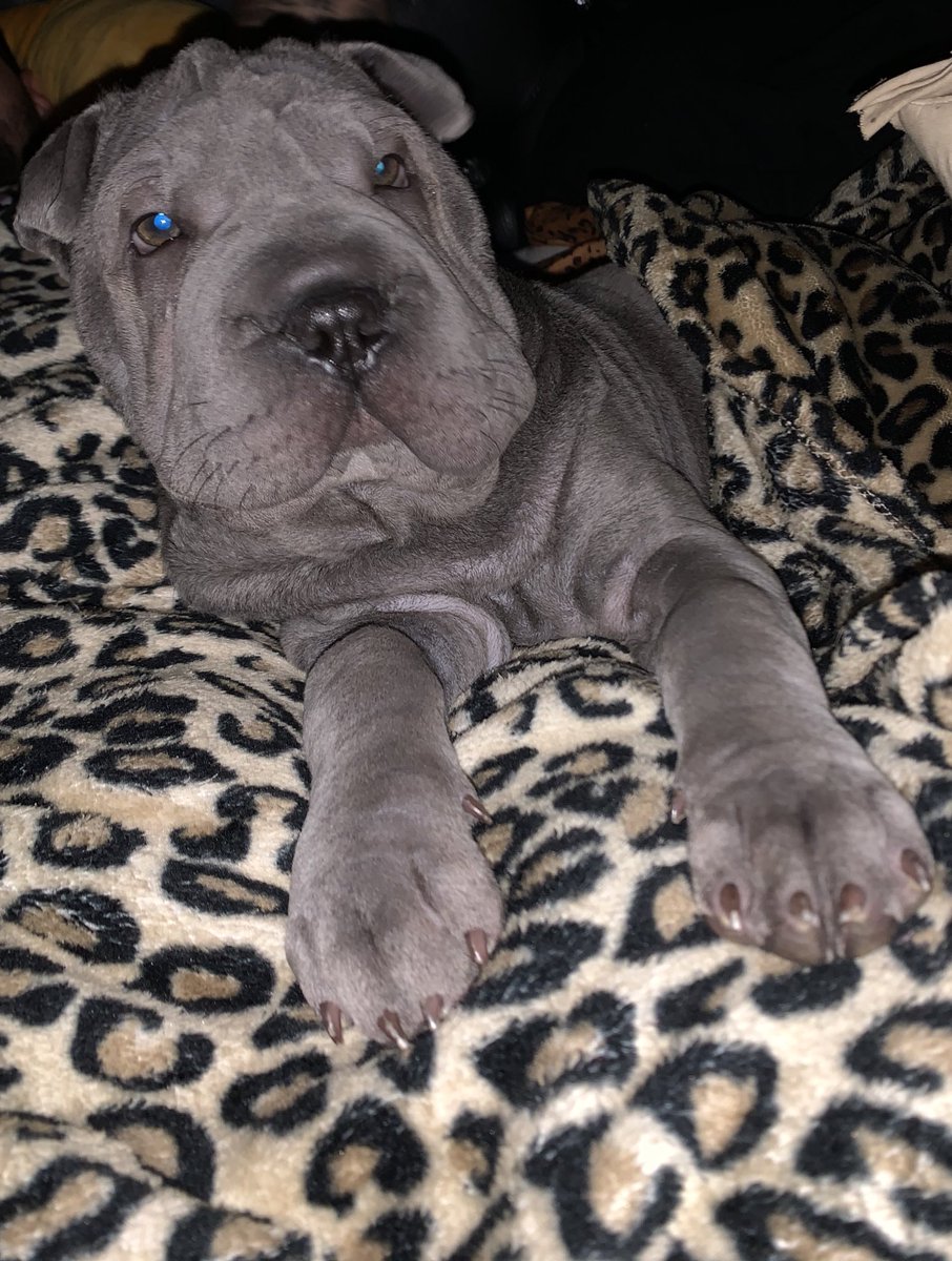 AutumnMarie69's tweet photo. I have the most precious pup💓💎 https://t.co/ifuNIVeEQF