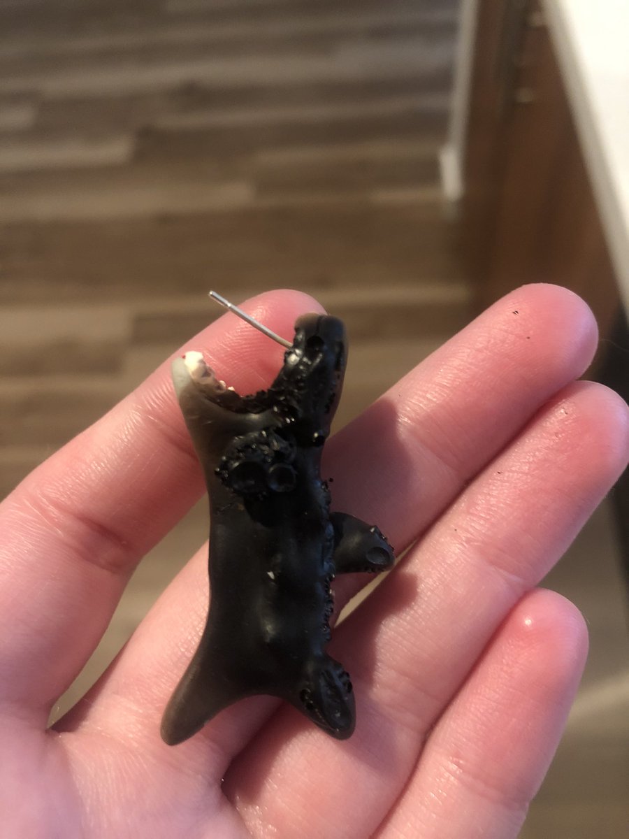 i wanted to share with everyone these absolutely incinerated sharks from a few weeks ago that led to me sitting on my kitchen floor and crying at 5am