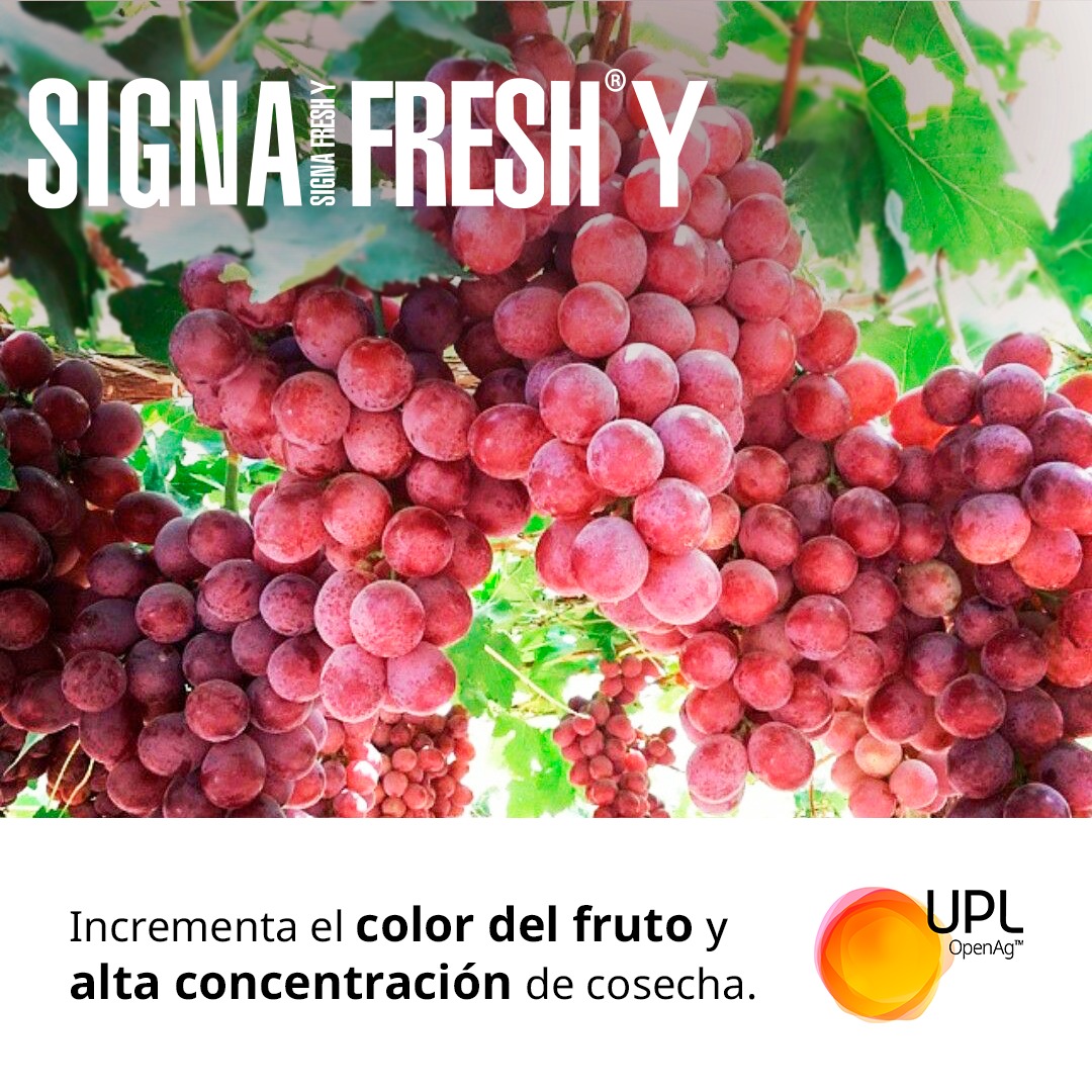 uplagro_chile's tweet photo. ✳ Signa Fresh® Y de UPL mejora la condición general de la fruta y escobajo en vides, concentrando la cosecha. UPL te recomienda siempre realizar un manejo agronómico que favorezca la madurez y color de la fruta.

 👉🏻 https://t.co/5VOrBRJ9IS

#SolucionesUPL #SignaFreshY #UPLChile https://t.co/vif9Un8436