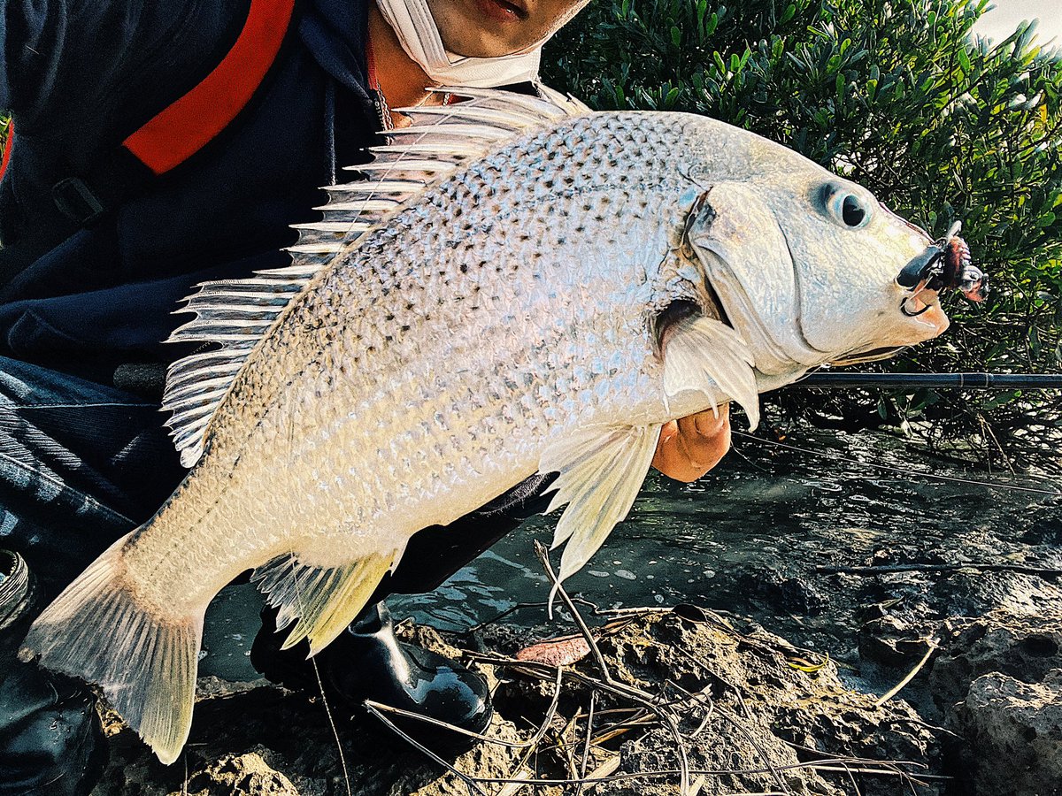 ホシミゾイサキ