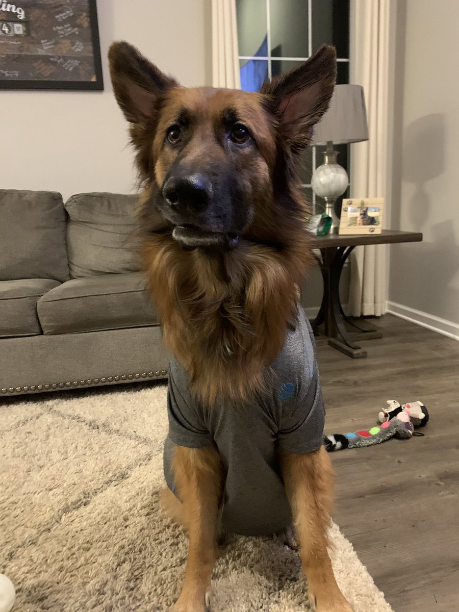 TheeDaniGee's tweet photo. The things my dogs will do for cheese 😂❤️ #DressUpYourPetDay @IHXNortheast https://t.co/fD7kZgKs9E