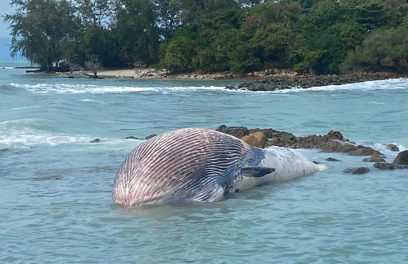 DavidLuekens's tweet image. The first Island Wrap of 2021 is out. It's too packed w/ info and curated articles to summarize in a tweet, so just give it a look. Includes tweets by or mentions of @beachmeter @iamKohChang @GogetMaya @willythuan @travelfish and many more. 
thaiislandtimes.substack.com/p/measures-to-…
