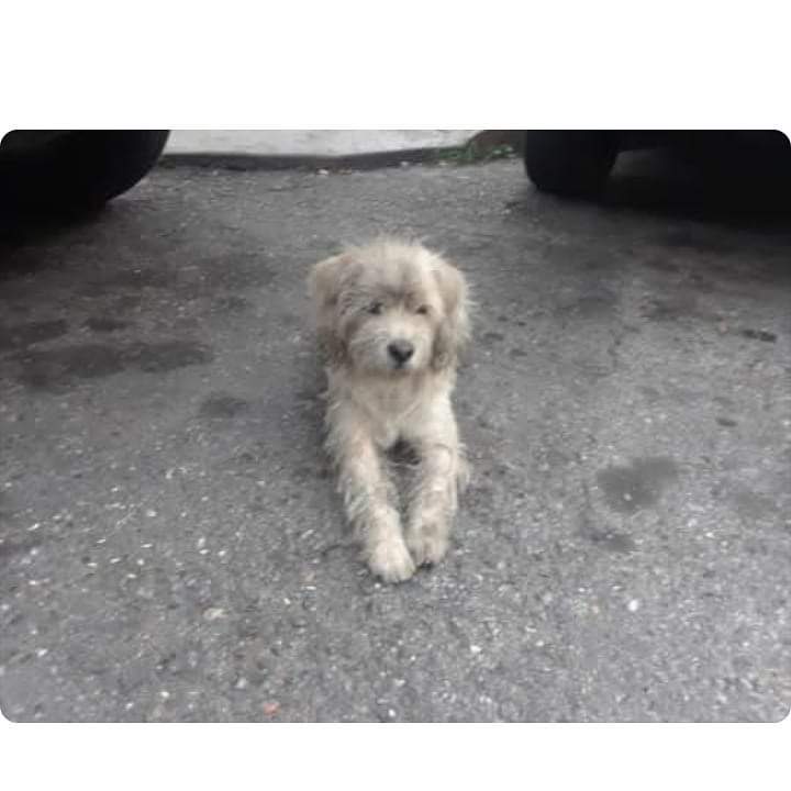 yaracalcagno's tweet photo. Difundo. Busco un hogar donde me quieran. ven a buscarme en la esquina frente a la Escuela "Domingo Faustino Sarmiento" en la 2da. transversal de Maripérez en Caracas. Me podrás encontrar acurrucadito entre las camionetas que están estacionadas de la línea de taxis 426-2636828 https://t.co/SU8CDZ0StO
