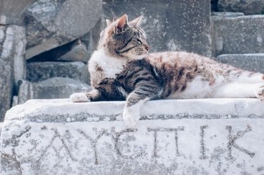 CatsInRuins's tweet photo. #cats #ancient #ruins #greece #ancientgreece #catsinruins https://t.co/ov34accJkf