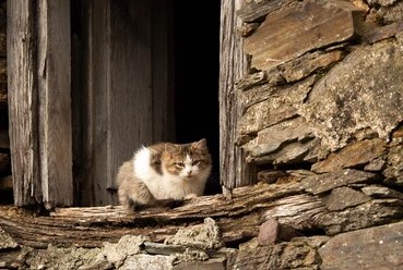 CatsInRuins's tweet photo. #cats #ancient #ruins #catsinruins https://t.co/7WPWurVWAm