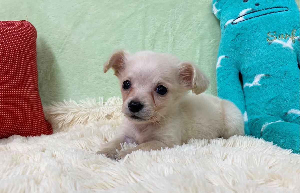 ペットプラザ岸和田店 11月８日生まれのmixの男の子です 母親がミニチュアダックスフンドえお母さんがチワワなのですが 顔はチワワよりですね 人懐っこい性格で撫でてあげるとしっぽをふりふりして喜びを表現してくれます ペットショップ Mix犬