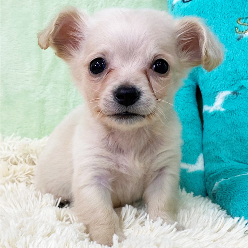 ペットプラザ岸和田店 11月８日生まれのmixの男の子です 母親がミニチュアダックスフンドえお母さんがチワワなのですが 顔はチワワよりですね 人懐っこい性格で撫でてあげるとしっぽをふりふりして喜びを表現してくれます ペットショップ Mix犬