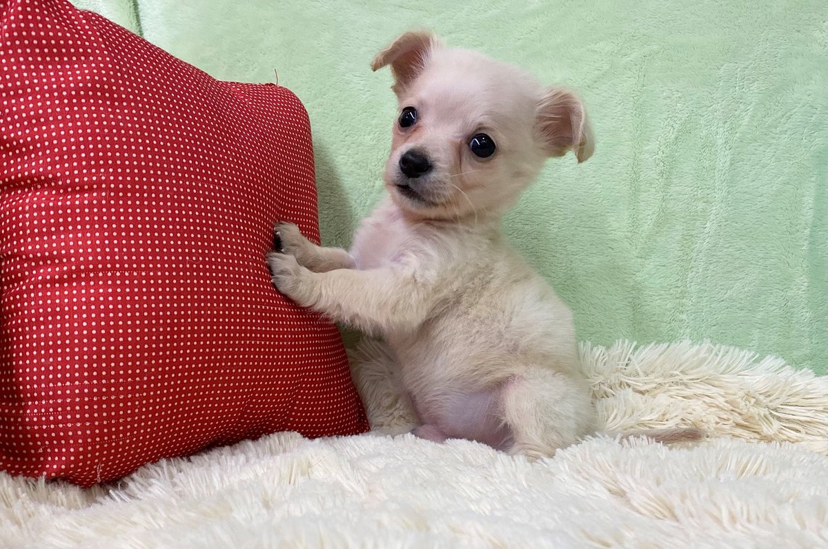 ペットプラザ岸和田店 11月８日生まれのmixの男の子です 母親がミニチュアダックスフンドえお母さんがチワワなのですが 顔はチワワよりですね 人懐っこい性格で撫でてあげるとしっぽをふりふりして喜びを表現してくれます ペットショップ Mix犬