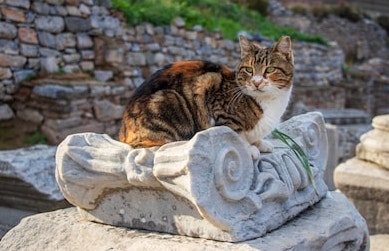 CatsInRuins's tweet photo. #cats #ancient #ruins #catsinruins https://t.co/p1EXFqnryz