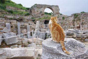 CatsInRuins's tweet photo. #cats #ancient #ruins #catsinruins https://t.co/Hir9oOc3eB