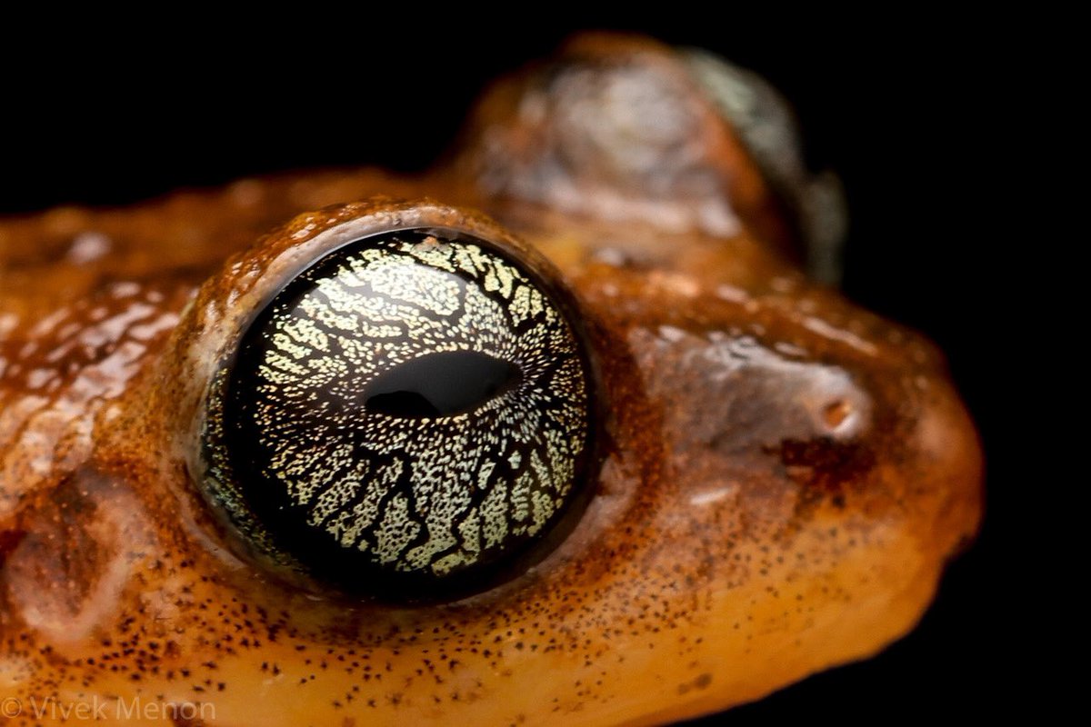 Vivek Menon tweet media