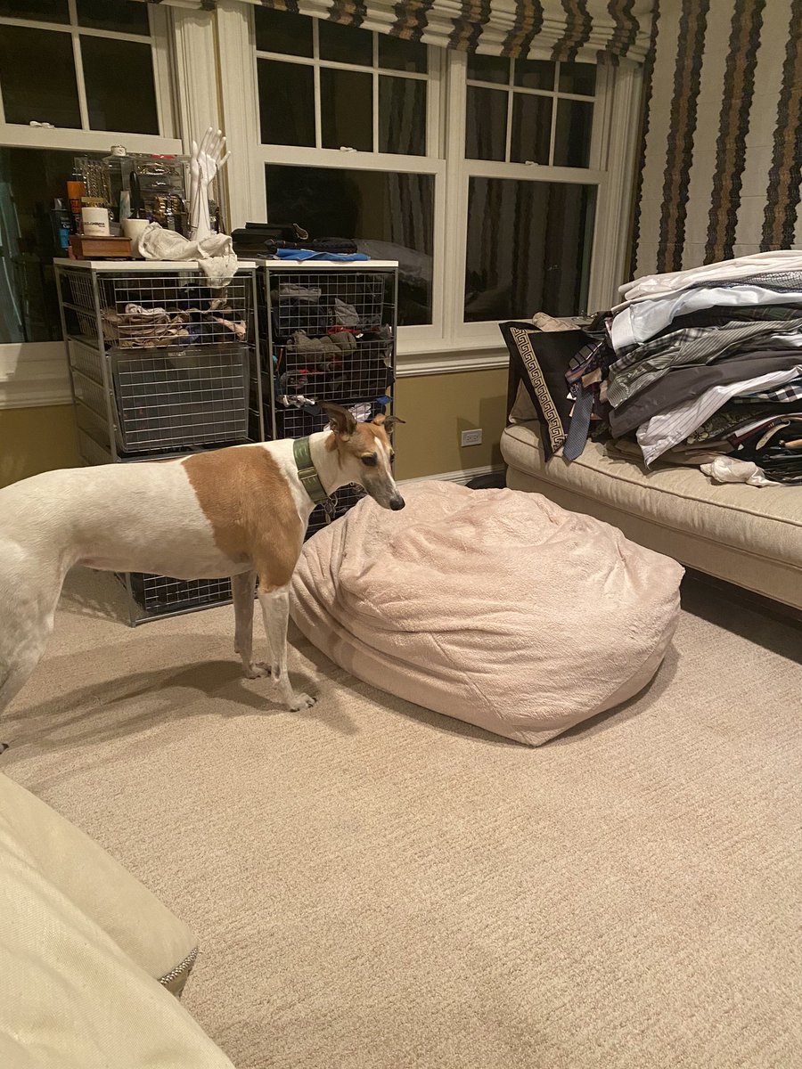 ferris4votes's tweet photo. We do not vote for this chaos in our sleeping area.  Mom and Dad did not consider our needs when they decided to do some silly stuff with their clothes.  

#vote #greyhoundsofinstagram #greyhoundsmakegreatpets #retiredracer #retiredgreyhound #adoptdontshop #lwvah @lwvahbg https://t.co/iD6dQjqhOB