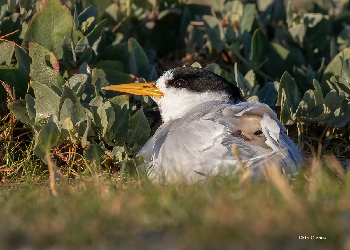 cityofmelville's tweet photo. #FairyTern colony at #PointWalter Spit has had a very successful breeding season with an estimated 150 #nests with either eggs or small #chicks.
Please keep up the great work and continue to avoid the #nesting site for the next few months until the #breedingseason is finished. https://t.co/kK7EN44flz