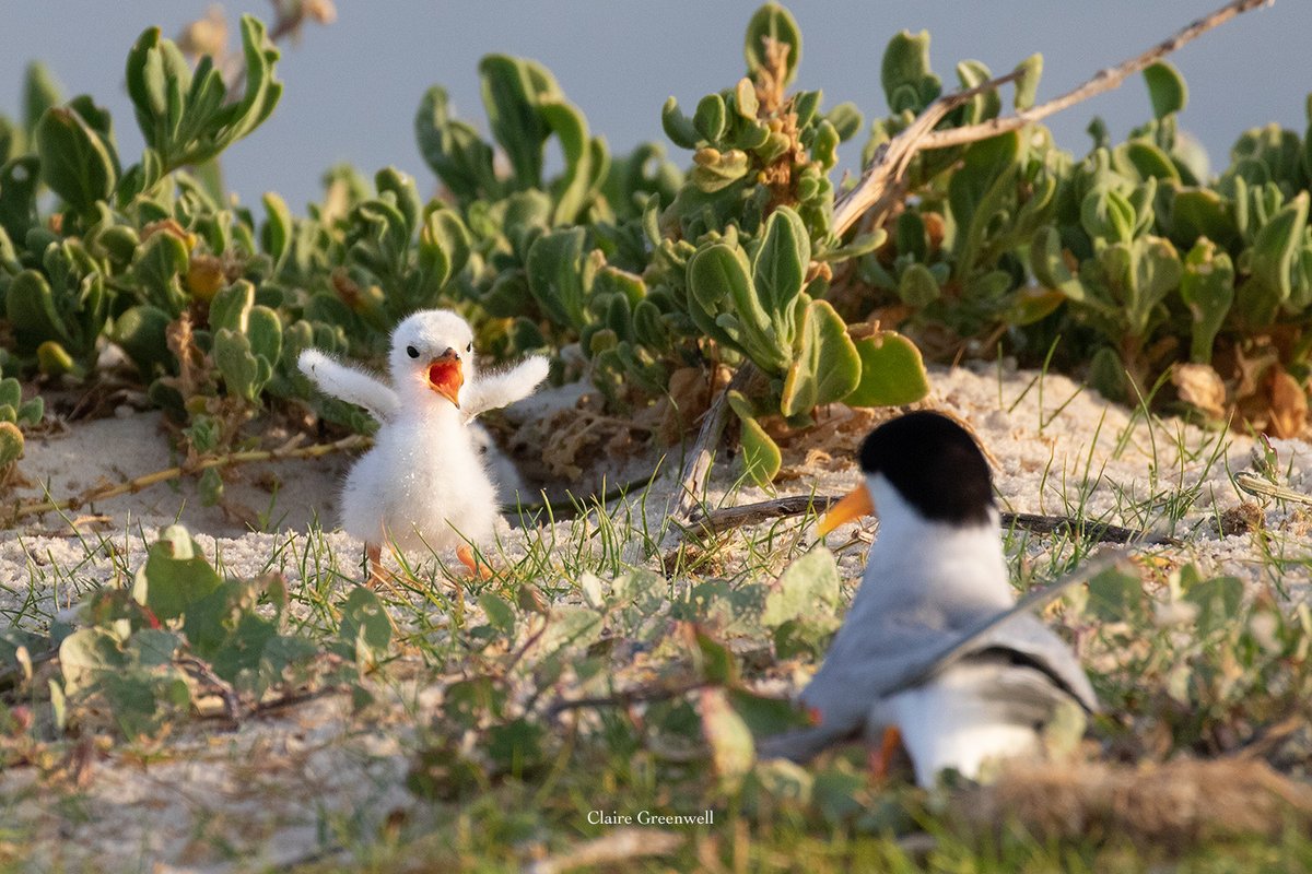 cityofmelville's tweet photo. #FairyTern colony at #PointWalter Spit has had a very successful breeding season with an estimated 150 #nests with either eggs or small #chicks.
Please keep up the great work and continue to avoid the #nesting site for the next few months until the #breedingseason is finished. https://t.co/kK7EN44flz