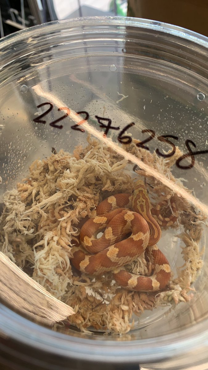 millanee83's tweet photo. “Cornflake the Corn Snake” Chronicles: so, my class were gifted a new class friend. We welcome Cornflake the Corn Snake 🐍! #classpetsrock #heycornflake #petsintheclassroom  #spikeisjealous #alsohomeofabeardie https://t.co/X3dgVi3phl