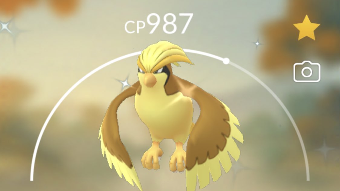 teddyalexis's tweet photo. Shiny Pidgey Fam completed. #shinypokemon #twitterflex https://t.co/0wgHQPRan0
