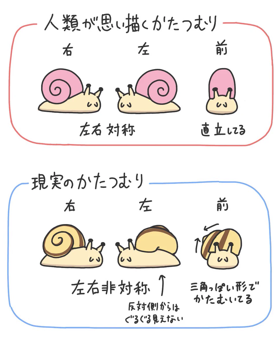 ほとんどの人が間違ってる？普通の人が思い描くカタツムリと現実のカタツムリを比較したイラストが話題に！