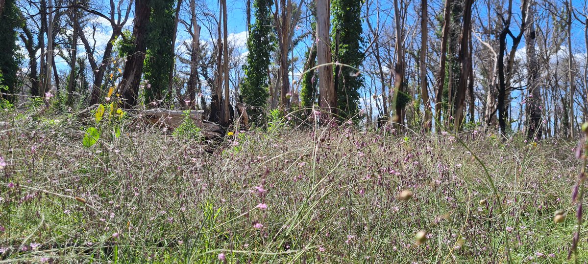 kyliedurant's tweet image. Sea of vanilla lillies in the burnt forest #dunnsrdfire #uppermurray #slopes2summit #paddysriver.