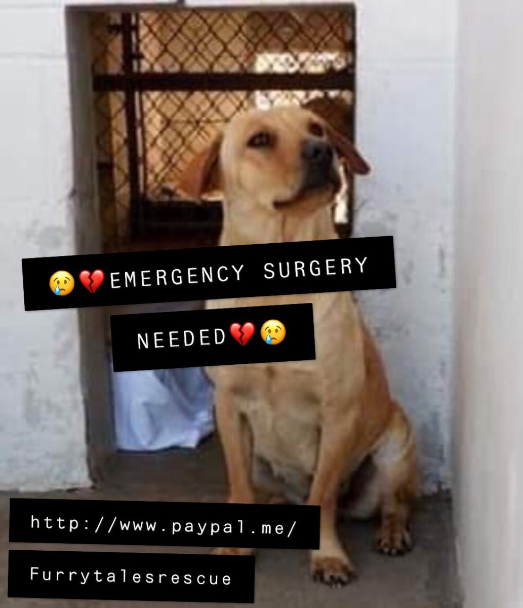‼️😢💔EMERGENCY SURGERY FOR BAILEY 😢💔‼️

Bailey was saved from death row and come to find out she has pyometra,  heartworms, and riddled with worms.

Please donate if you can ❤️

paypal.me/Furrytalesresc…