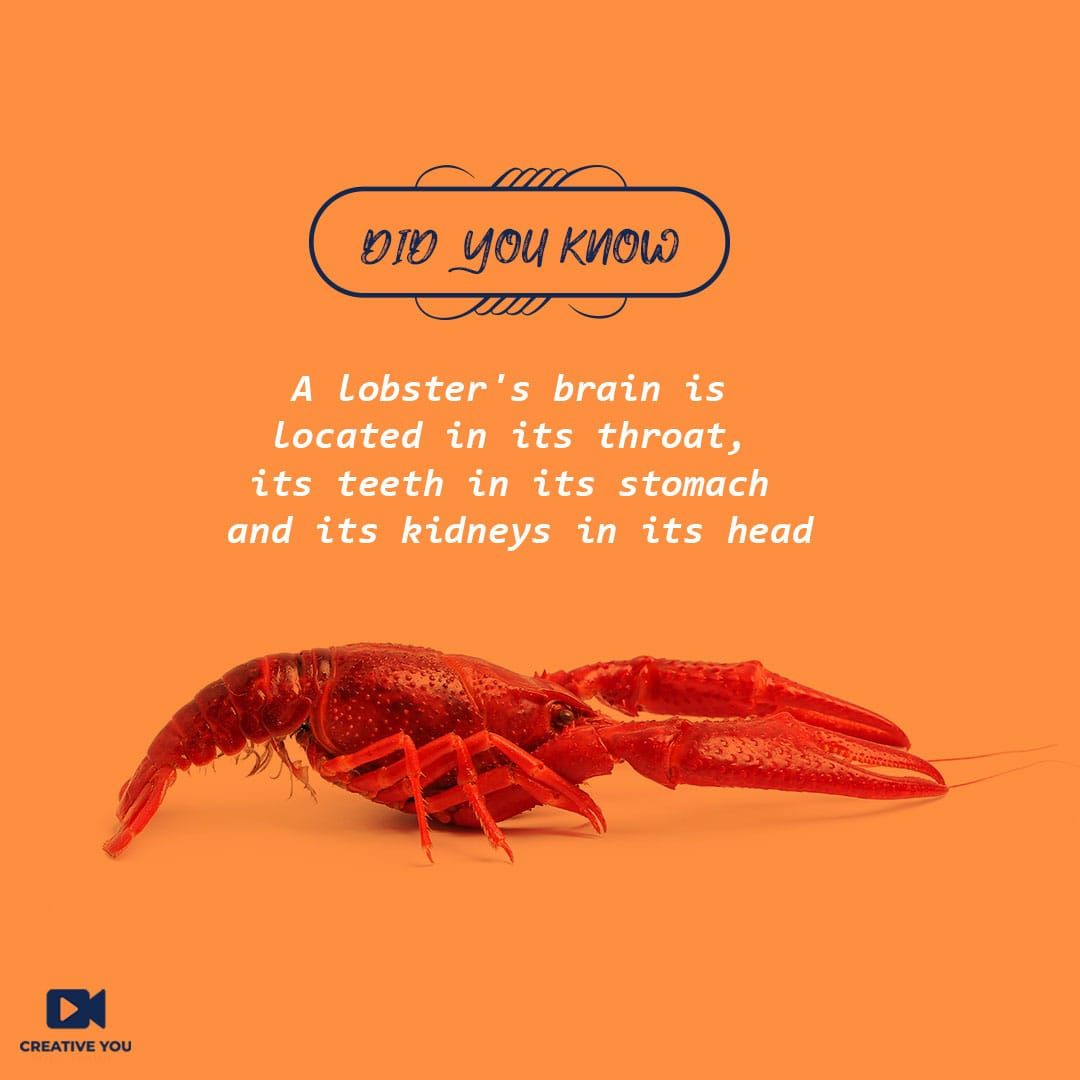creatveyou's tweet photo. Lobsters are interesting creatures they chew with their stomach and taste with their legs!
Learn more such interesting  facts and skills for #FREE
Visit now- https://t.co/QrdS8fJ94p

#creativeyou #learnfromexpert #learning #livesessions #skillbuilding #funfact #funlearning https://t.co/3bsG8ArFS2