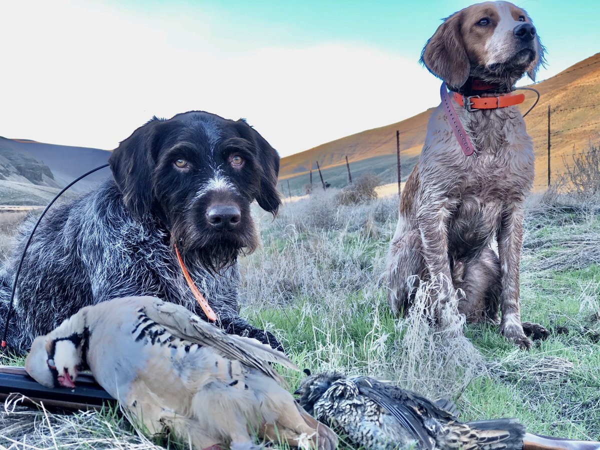 hazelrunfarmer's tweet photo. #wildbirds #uplandhunting #chukarhunting #valleyquail #publiclandowner #shirtsleevesinjanuary https://t.co/dK2IqD8yWi