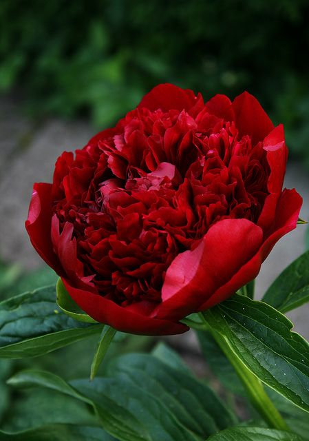 Red peony thus symbolises bashfulness & shame. In China peonies were planted near Imperial Courts during Sui & Tang dynasties. That's why they symbolise honour, nobility & wealth. Other common meanings for peony are romance, prosperity, happy marriage & good luck.