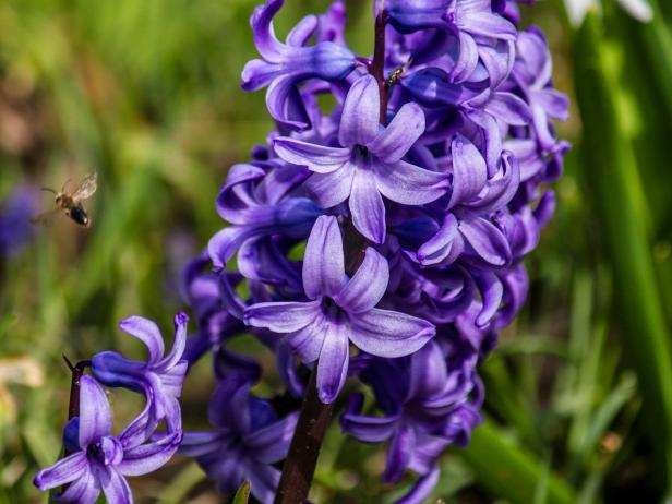 - Hyacinth -This flower carries name of Apollo's male lover - Hyacinth. While playing a disk game, jealous Zephyr directed & the disk to kill the Hyacinth. Apollo was devastated, from his blood created the flower & on its petals inscribed words of grief: "Al Al - Alas".