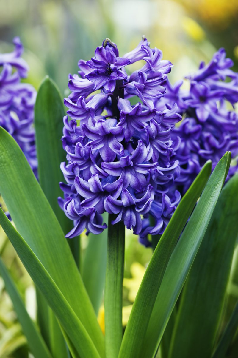 - Hyacinth -This flower carries name of Apollo's male lover - Hyacinth. While playing a disk game, jealous Zephyr directed & the disk to kill the Hyacinth. Apollo was devastated, from his blood created the flower & on its petals inscribed words of grief: "Al Al - Alas".