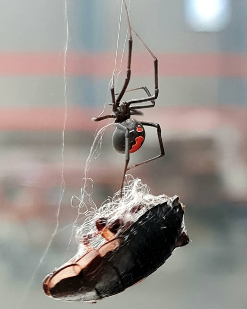 dlsdigitalarts's tweet photo. Lunch?
.
@dlsdigitalarts #nature #naturelover #naturephotographer #spider #australia #phonephotography https://t.co/vsmEsUn6ha