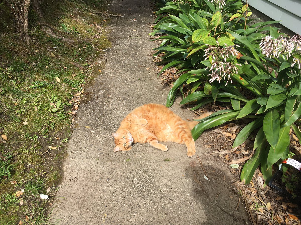FelineGourmet's tweet photo. Combining #HorizontalInterpretiveDance with #gladdersyoga to show everyone how happy Mum and I are that it's #jellybellyfriday AND we have a few more days of summer ahead! 🌞🌞🌞
#solarpoweredcat
#catsoftwitter https://t.co/a1MogptMGg