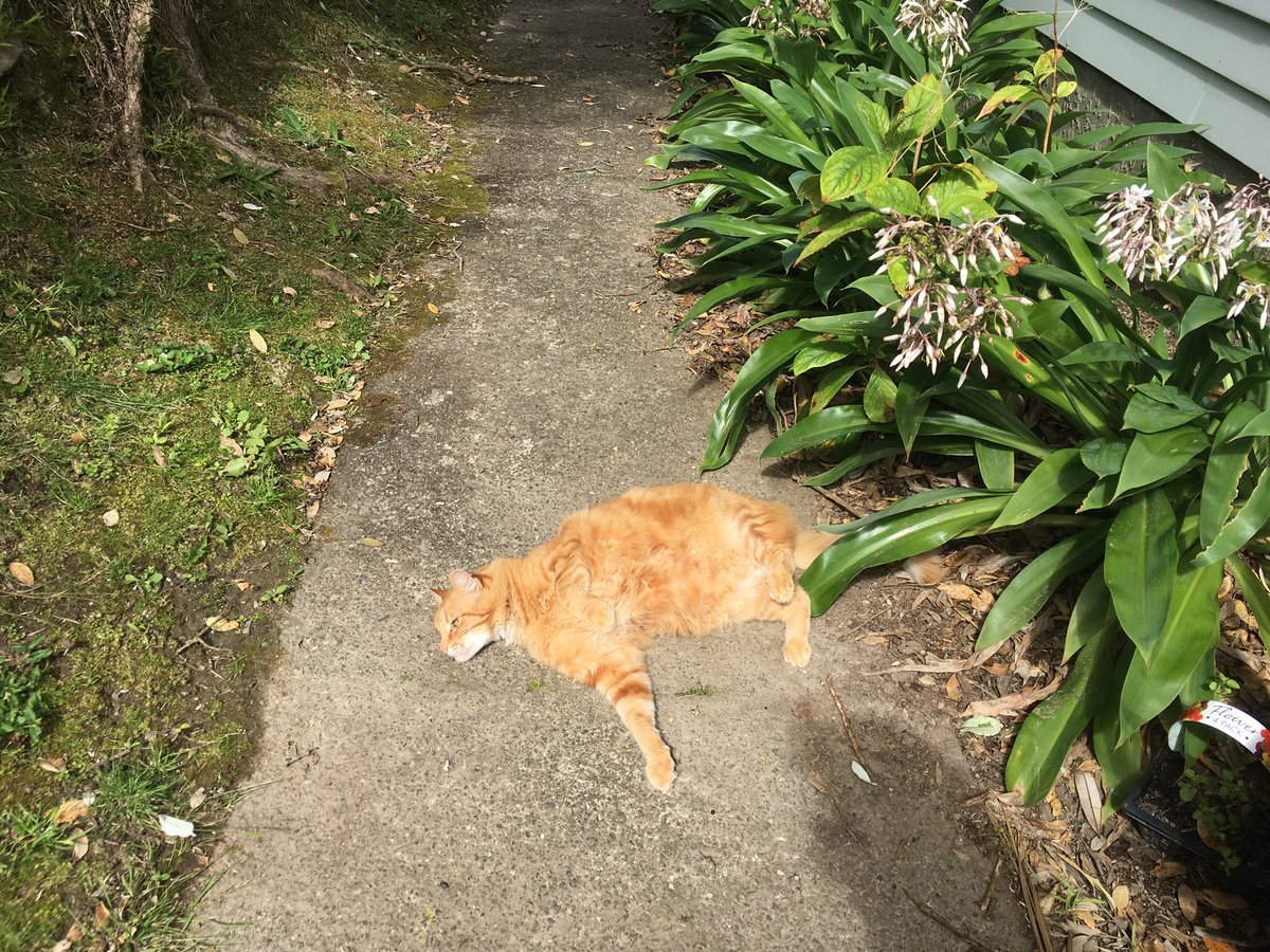 FelineGourmet's tweet photo. Combining #HorizontalInterpretiveDance with #gladdersyoga to show everyone how happy Mum and I are that it's #jellybellyfriday AND we have a few more days of summer ahead! 🌞🌞🌞
#solarpoweredcat
#catsoftwitter https://t.co/a1MogptMGg