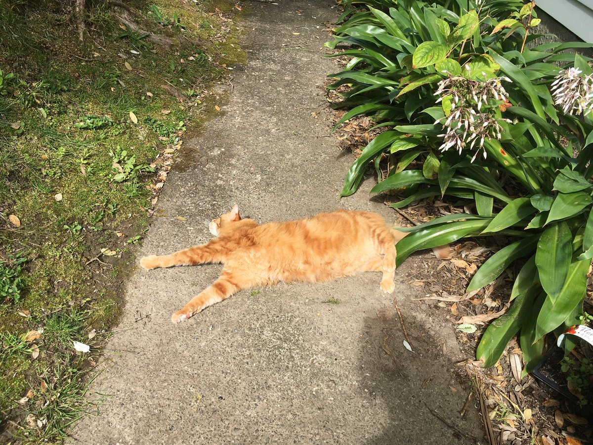 FelineGourmet's tweet photo. Combining #HorizontalInterpretiveDance with #gladdersyoga to show everyone how happy Mum and I are that it's #jellybellyfriday AND we have a few more days of summer ahead! 🌞🌞🌞
#solarpoweredcat
#catsoftwitter https://t.co/a1MogptMGg