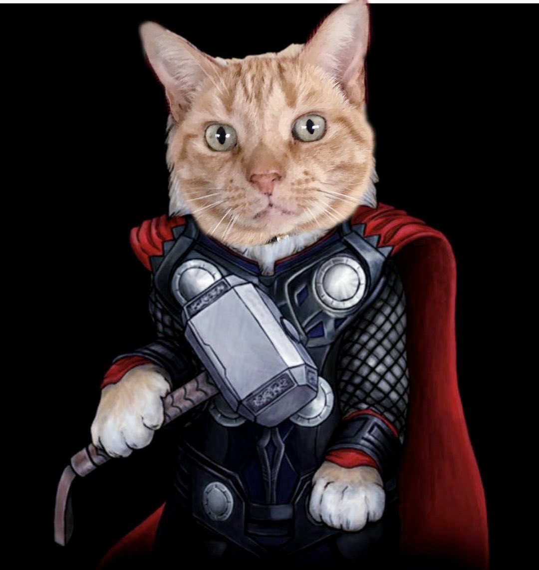 RT @frisky9: @LeslieWalden6 I am Thor the Paw https://t.co/CfqlZBFitr