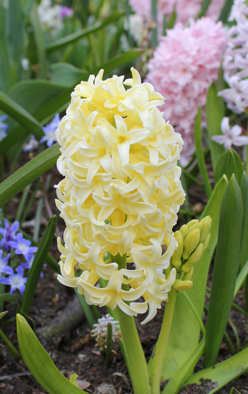Naturally, one of the flower's symbols is jealousy, especially the yellow flowers. White is a symbol of devotion, of prayers for someone, purple of regret & red symbolises play & recreation.