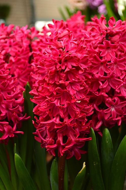 In medicine, it is used for skin issues - its leaf extract help with eczema. It is also used for sore throat. Gonorrhea can be treated with infusions prepared with the leaves of the plant. In Kenya, women use it to promote lactation. It is also used for irregular periods.