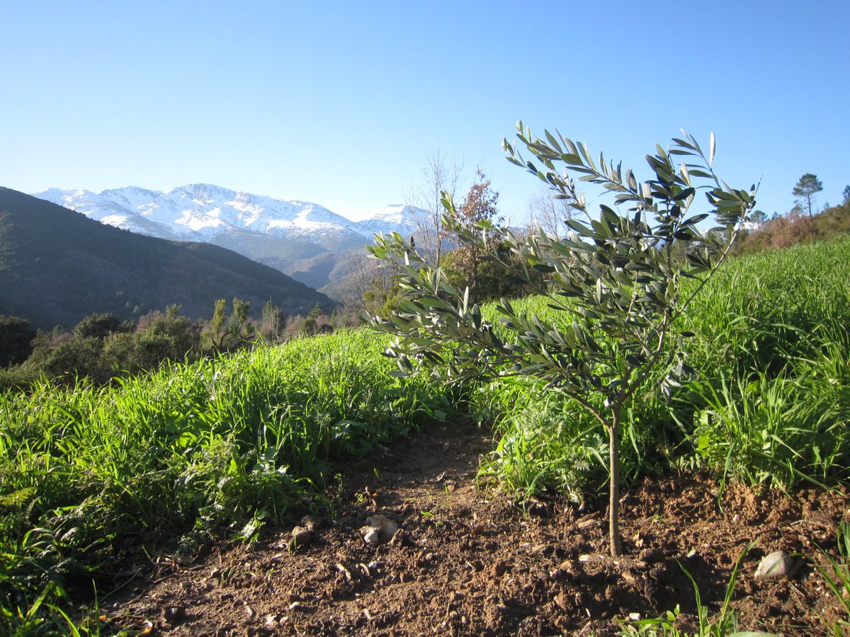PurProjet's tweet photo. En Corse, on se lève tôt et on affronte le froid pour s'assurer de la plantation de nouveaux plants d'olivier. La Nature n'attend pas ! @ClaireBC3
#PlantForGood #PlantingSeason https://t.co/03IzI2c3fb