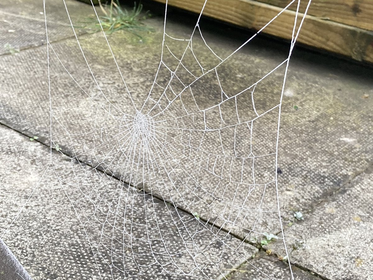 Grow_Blackpool's tweet photo. Good morning from @Grow_Blackpool winter wonderland @AtTheGrange @GroundworkCLM Even the cobwebs are frozen @bpoolfairness https://t.co/skcp78CGl3