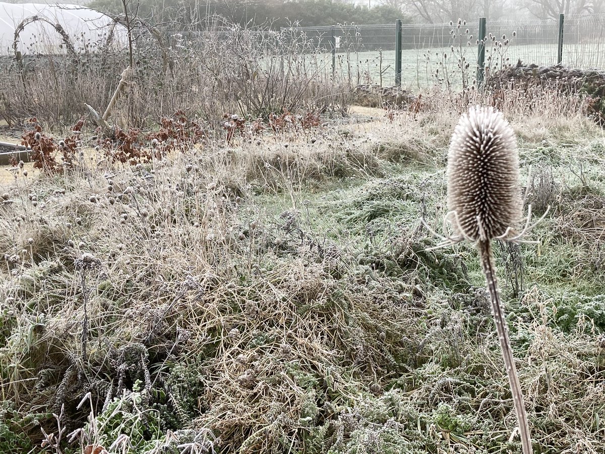 Grow_Blackpool's tweet photo. Good morning from @Grow_Blackpool winter wonderland @AtTheGrange @GroundworkCLM Even the cobwebs are frozen @bpoolfairness https://t.co/skcp78CGl3