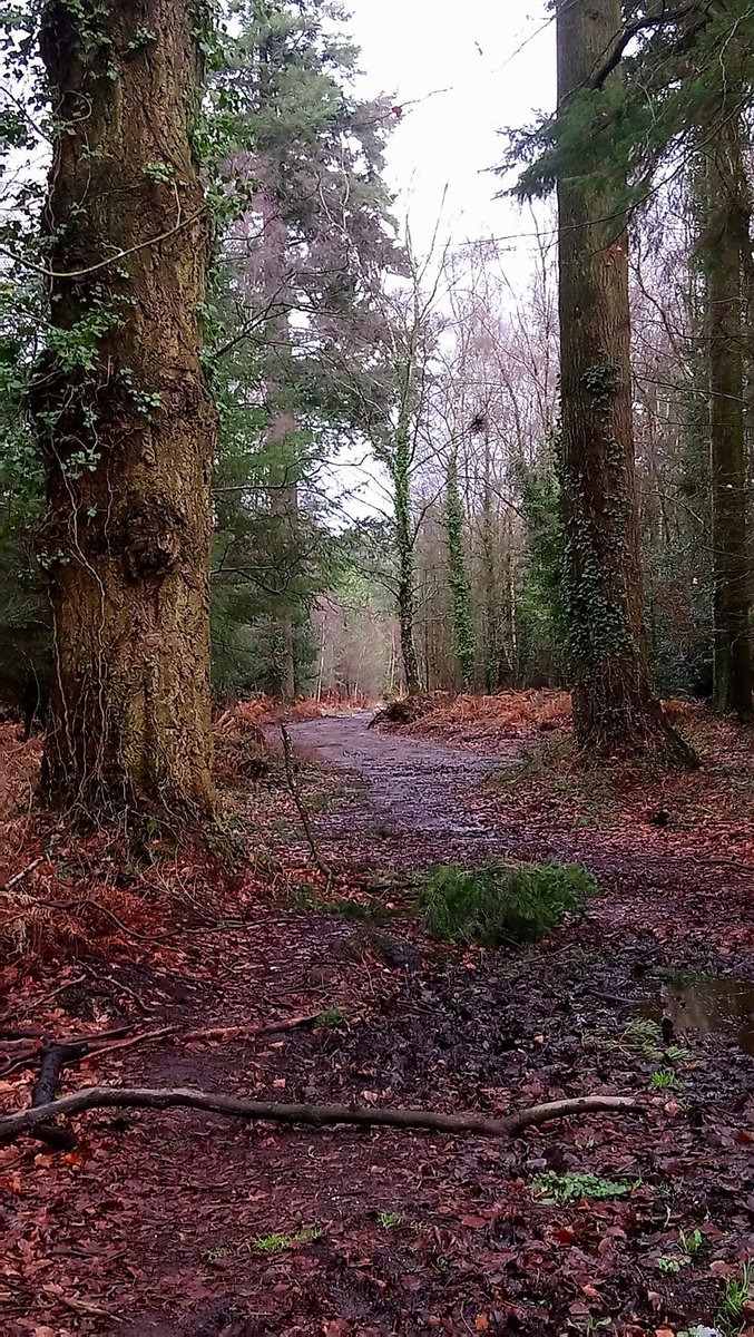 LoopilouI's tweet photo. So lucky to have so many beautiful walks near to me, it has been a blessing for my son and I during the #lockdowns his #ptsd & my #recovery #depression #anxiety #wellbeing #selfcare #exercise #memysonandi #MentalHealthAwareness #SuicidePrevention π https://t.co/LfyGKCjP7g