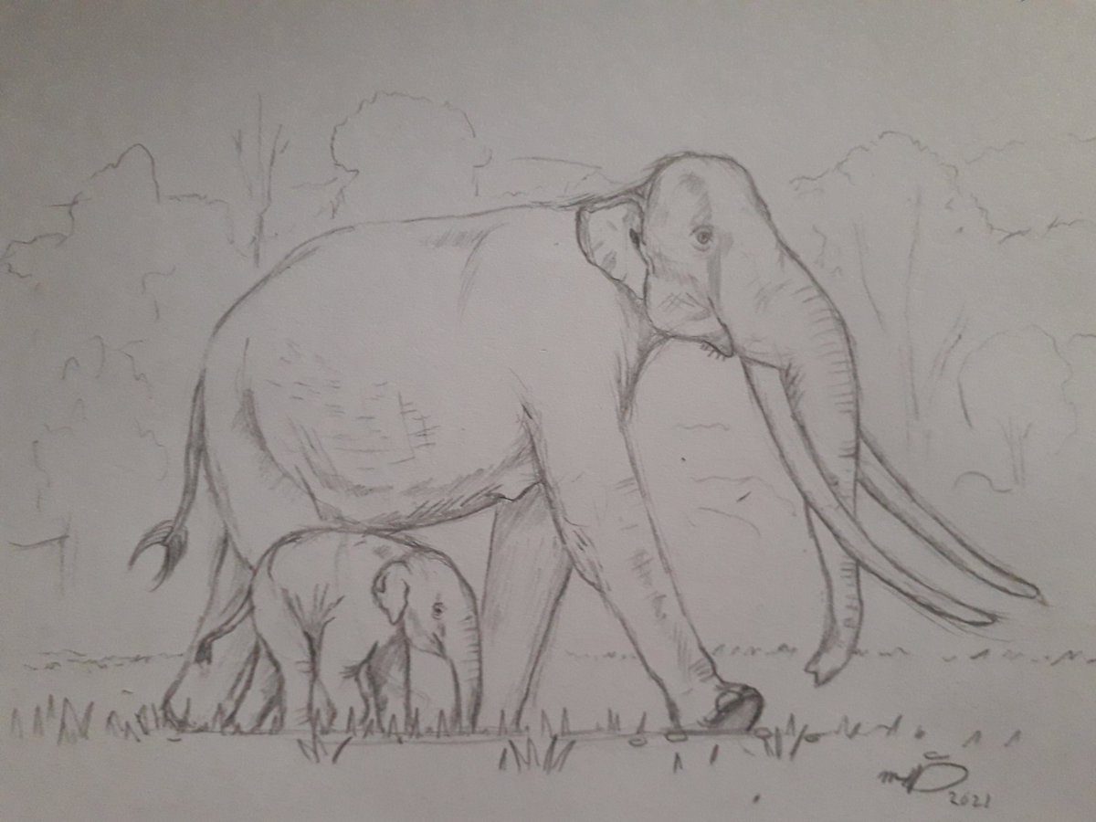 Meorhakif's tweet photo. Baby #Stegodon and mother, strolling along a river bank in Perak, Malaysia, some 30 to 80 thousand years ago #universityofmalaya https://t.co/Ly4Xl4JS3O