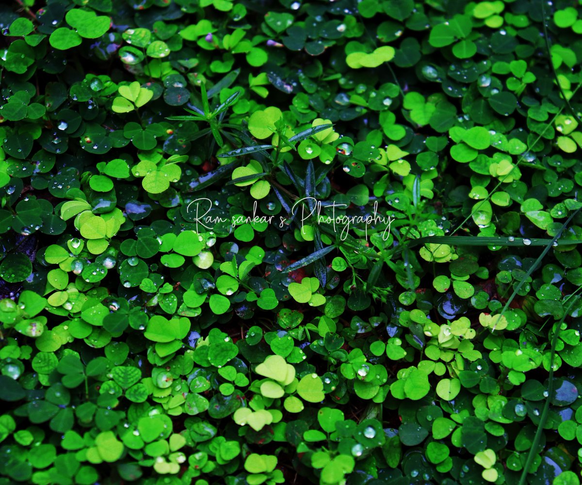 Ramsankar_c's tweet photo. A seed, It grows into a large tree using the available raindrops. As such we get, using every little opportunity to achieve great growth
.

#sapling #nature #gogreen #garden #india #plants #tree #trees #plant #earth #green #saveearth #oxygen #environment #savewater #Pongal https://t.co/1lR0W5RRTY